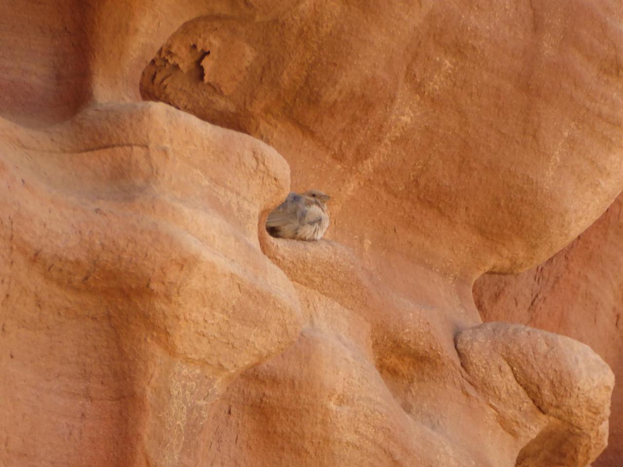 Real Bedouin Experience Tours & Camp Hotel Wadi Rum Buitenkant foto